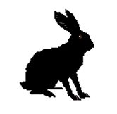 hase-01.jpg